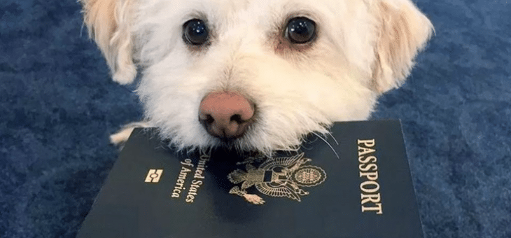Hundpass