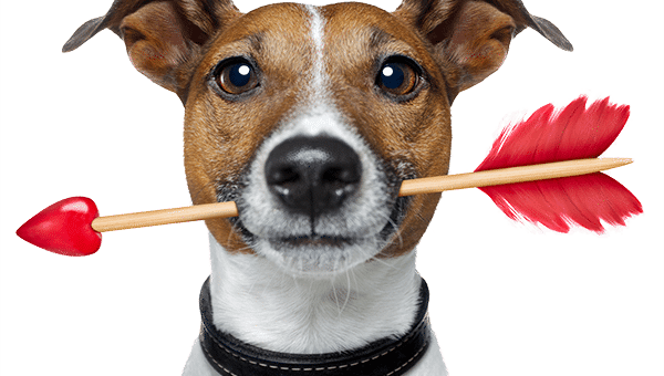 Veterinärer online