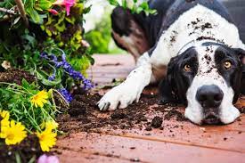 Så här hundsäkrar du din trädgård
