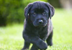 labrador