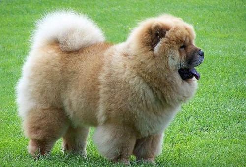 Potträna hund