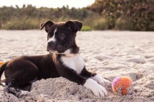 vaccinera hund