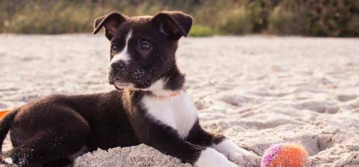 Vaccinera din hund