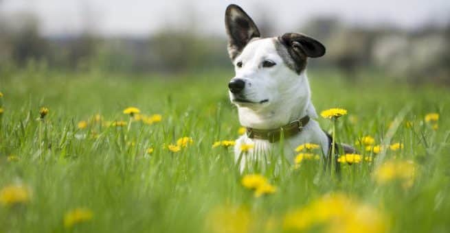 ID-märkt hund – Försäkringar kan göra skillnad